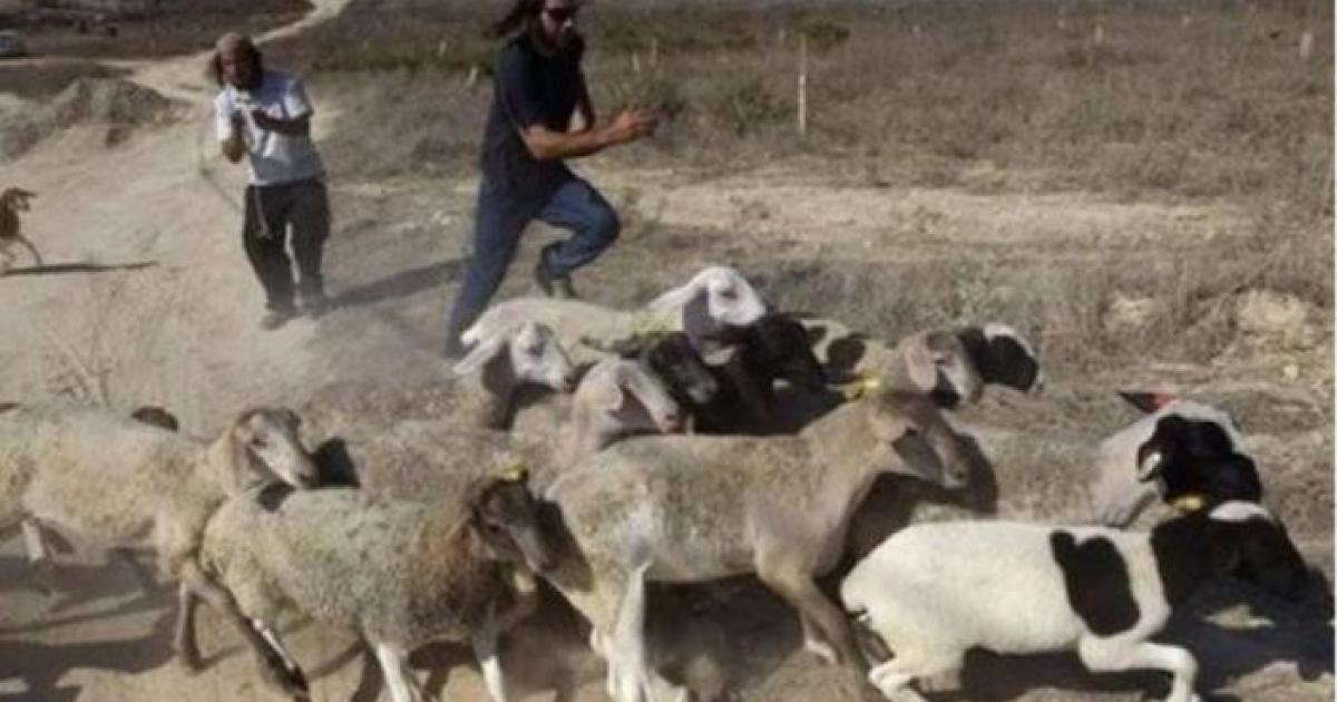 اعتداءات المستوطنين وقوات الاحتلال تجبر مزارعي الضفة على مغادرة أراضيهم وتؤدي لاعتقال العشرات