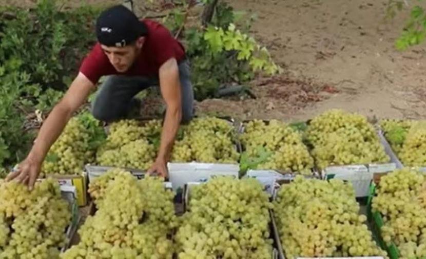 وزارة الزراعة: تدمير 5824 دونماً من كروم العنب في غزة وتراجع الإنتاج إلى 500 طن