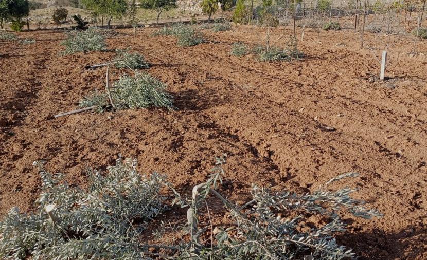 وزارة الزراعة: 157 مليون دولار خسائر الزيتون الفلسطيني منذ 2023