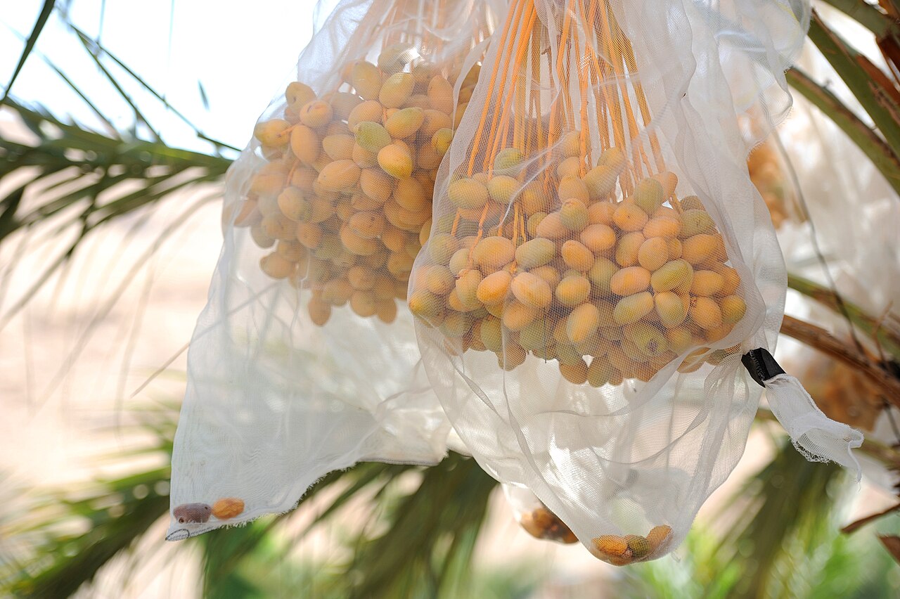 مستوطنون يمنعون الرعي في خربة الحديدية.. الطوق يضيق على الأغوار