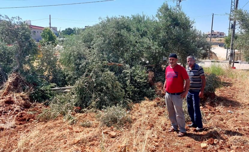 مستوطنون يعتدون على مزارعين في مردا ويسرقون محصول الزيتون
